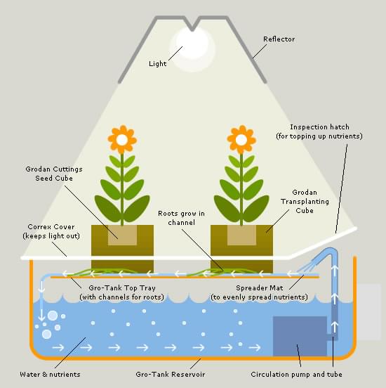 Hydrophonics marijuana Grow