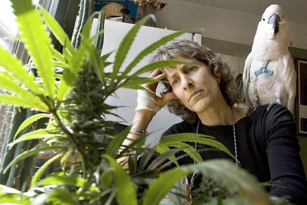 Lucha por la marihuana medicinal Lucha por la marihuana medicinal
