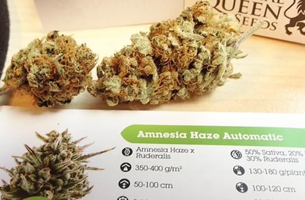 Cogollos de Amnesia Haze Autofloreciente