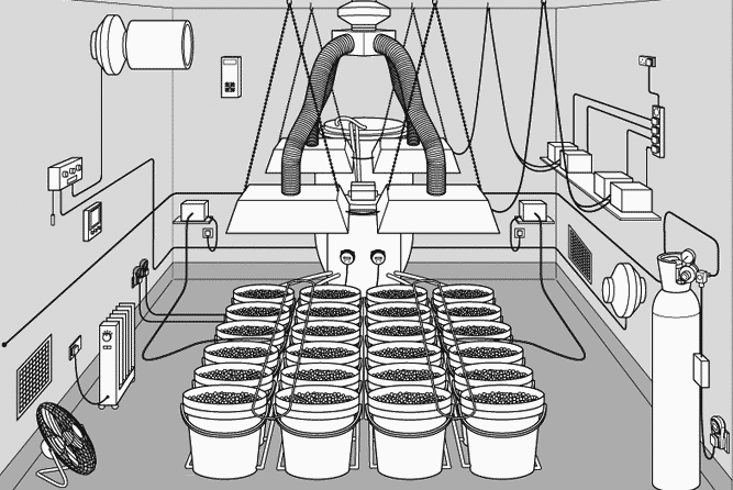 Hydrophonics Cannabis Grow