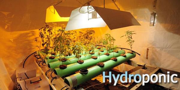 Hydrophonics Cannabis Grow