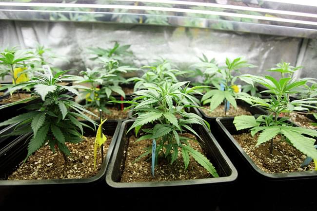 pre-vegetación interior marihuana