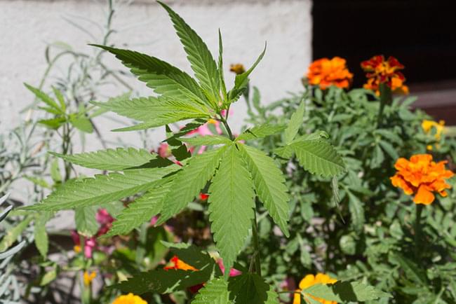jardín marihuana