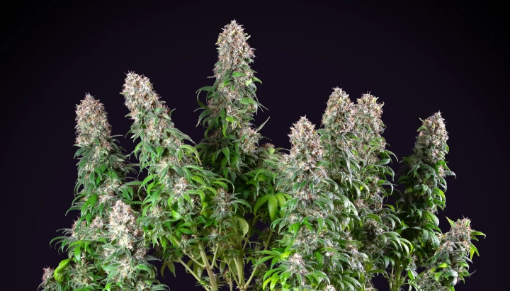 Blue Mystic: variedad de cannabis de interior compacta Planta de cannabis Blue Mystic con colas densas y resinosas, crecimiento de floración compacto, follaje verde y un fondo de estudio oscuro.