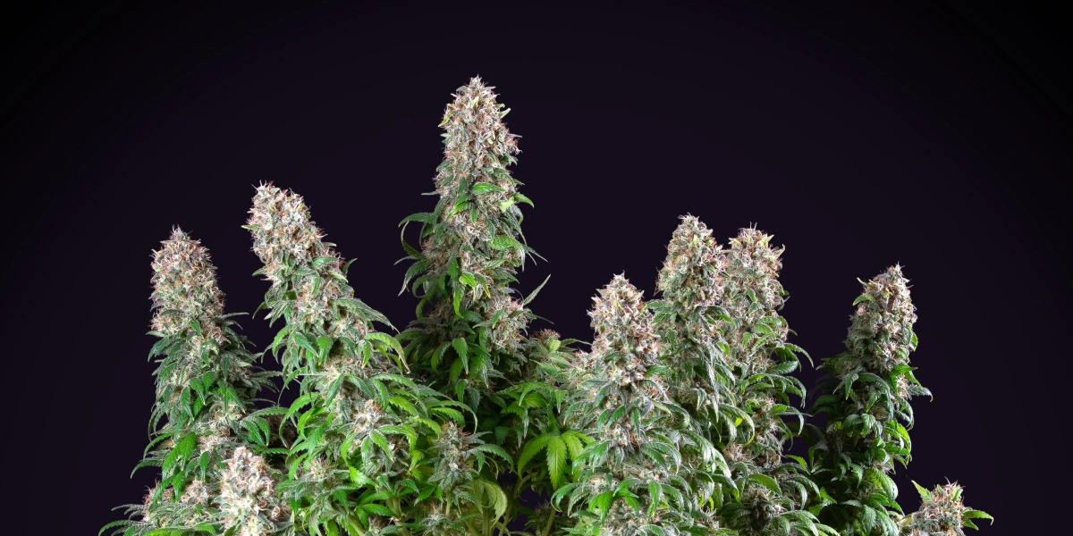 Blue Mystic: variedad de cannabis de interior compacta Planta de cannabis Blue Mystic con colas densas y resinosas, crecimiento de floración compacto, follaje verde y un fondo de estudio oscuro.