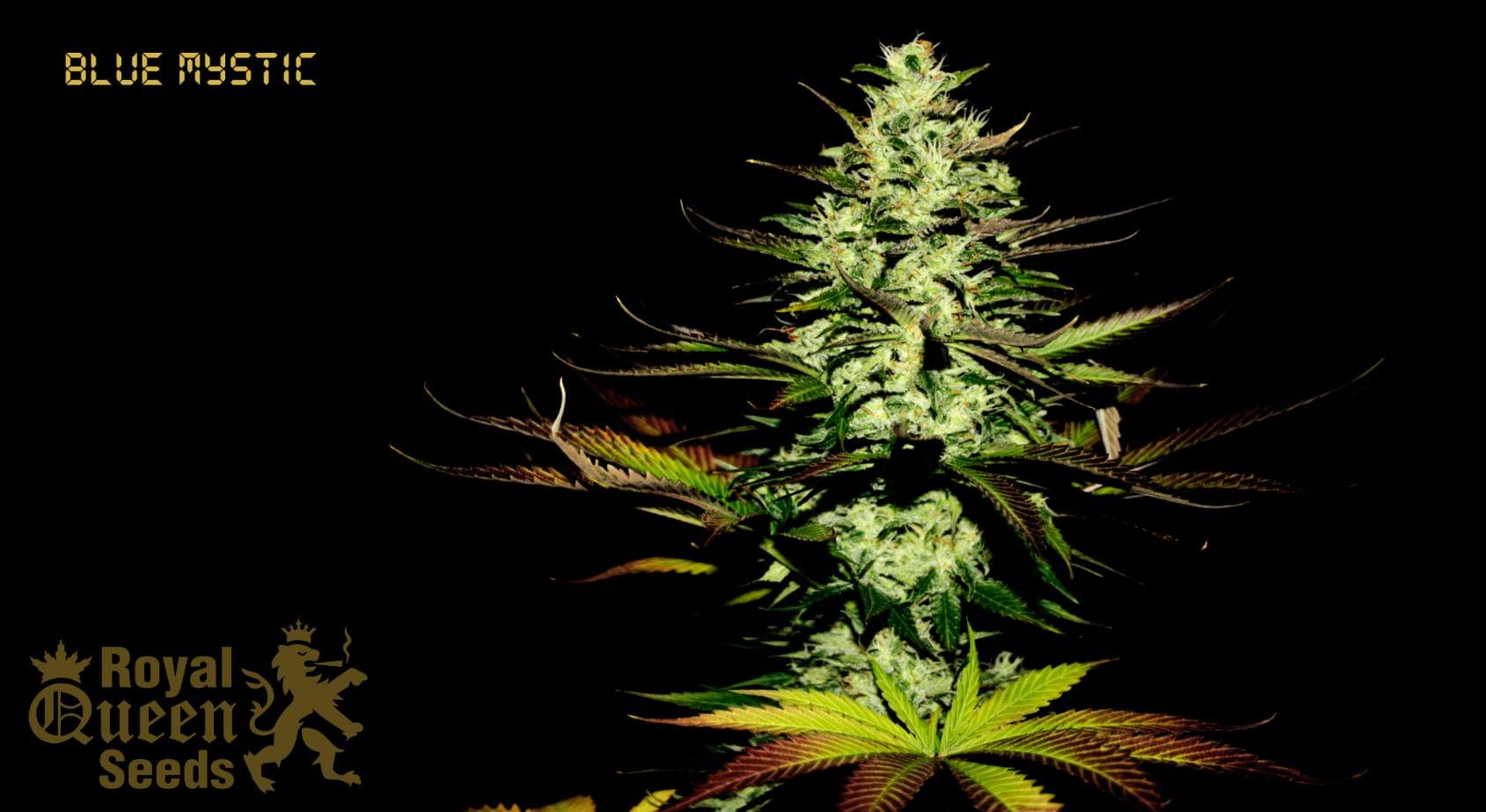 Blue Mystic semillas de marihuana feminizadas