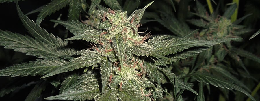 Blue Cheese Blue Cheese