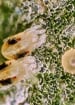 Broad Mites