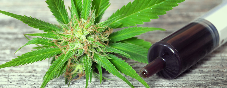 Medical Cannabis Oil for cancer treatment Medical Cannabis Oil tratamiento cancer