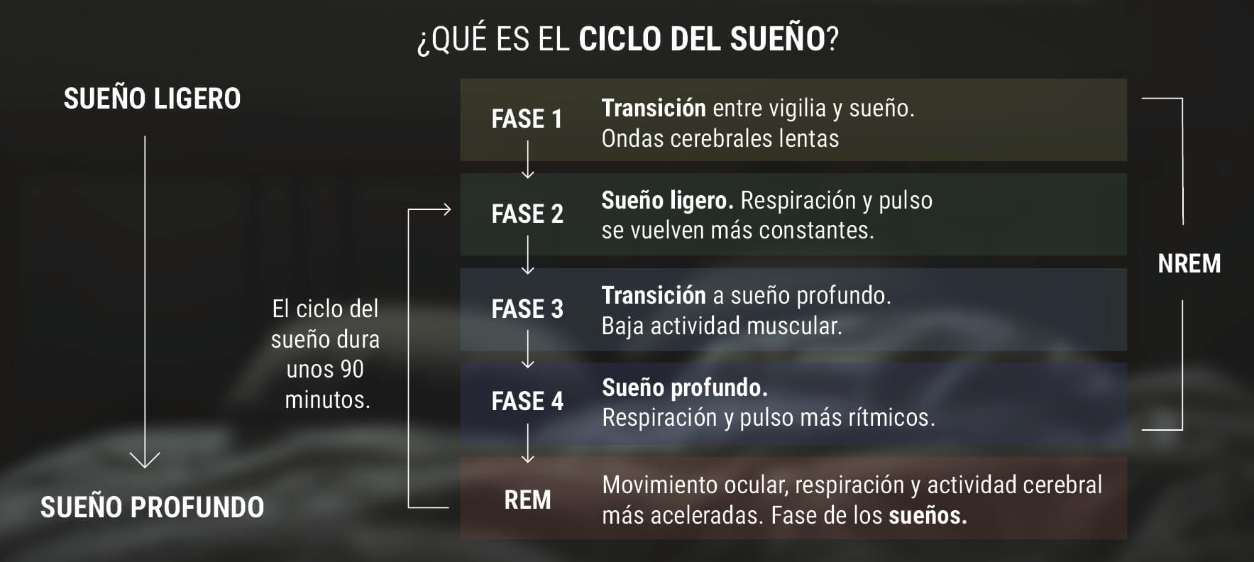 ¿Qué es el ciclo del sueño?