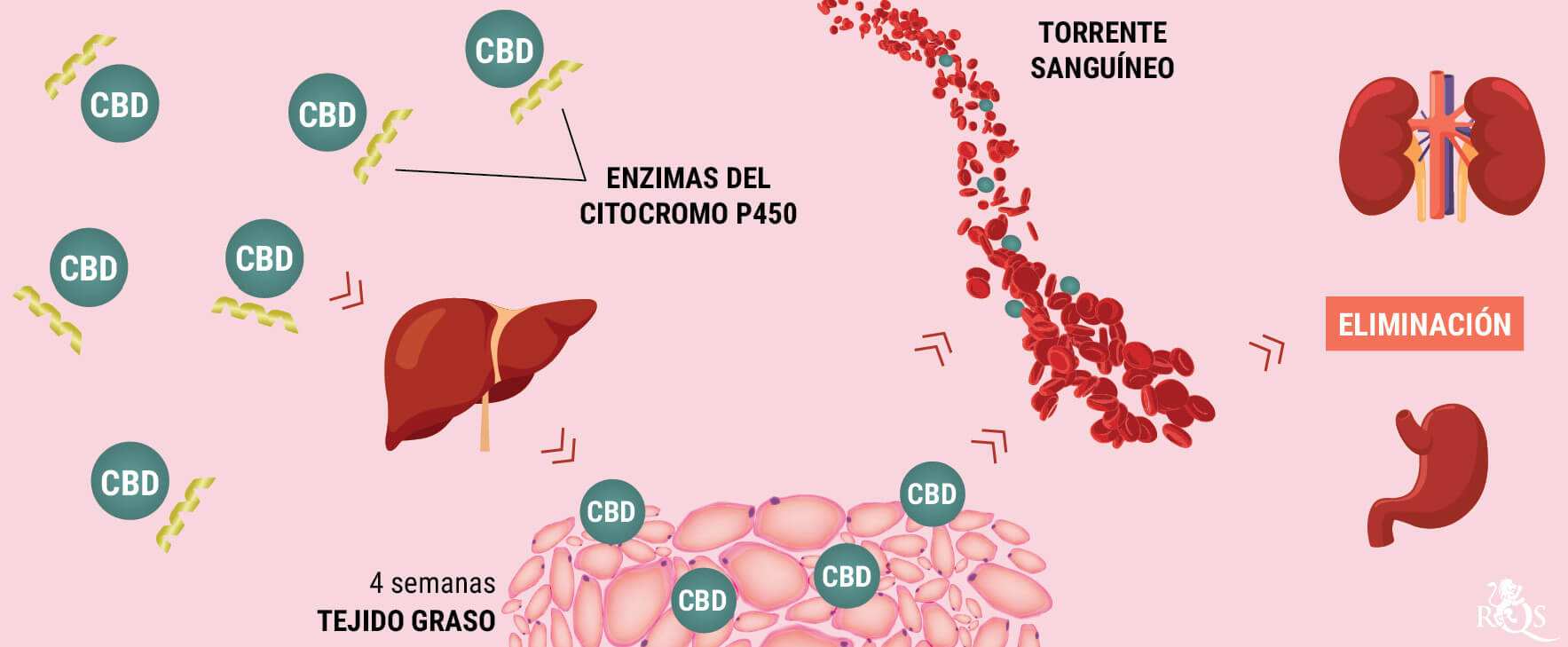 ¿Cómo metaboliza el CBD nuestro cuerpo? ¿Cómo metaboliza el CBD nuestro cuerpo?