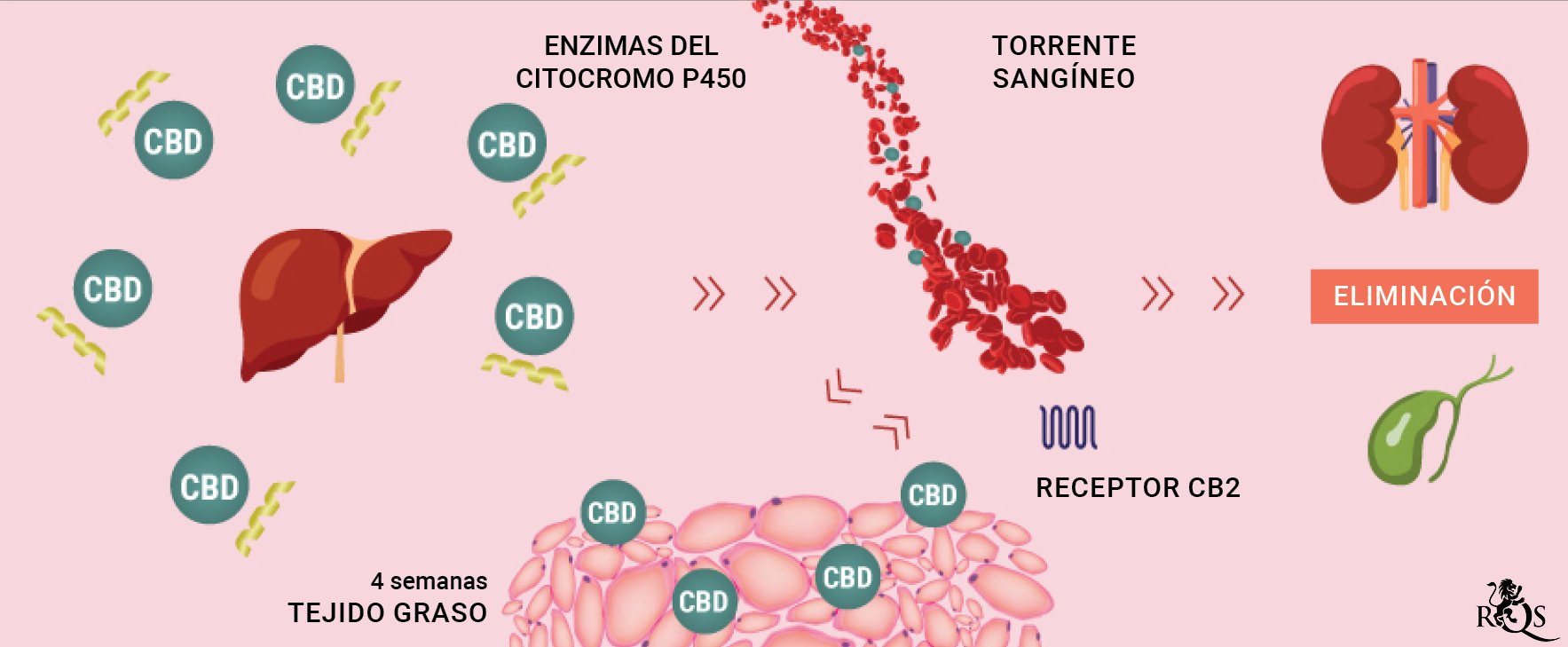 CBD Medication desktop-update-ES