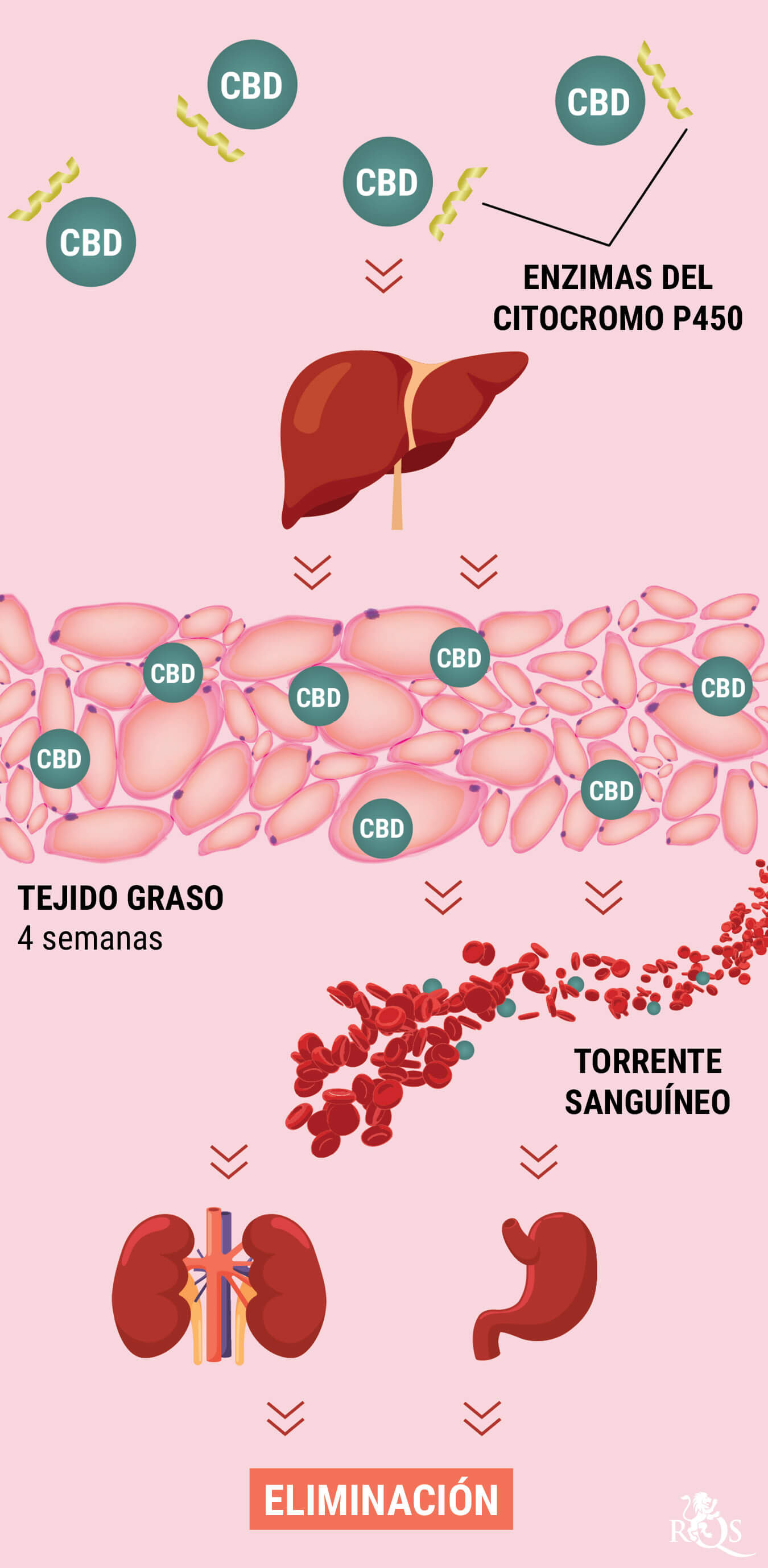 ¿Cómo metaboliza el CBD nuestro cuerpo? ¿Cómo metaboliza el CBD nuestro cuerpo?