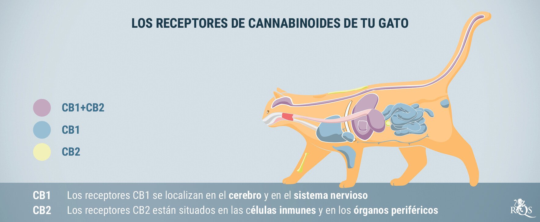 ¿Cómo funciona el CBD en los gatos?