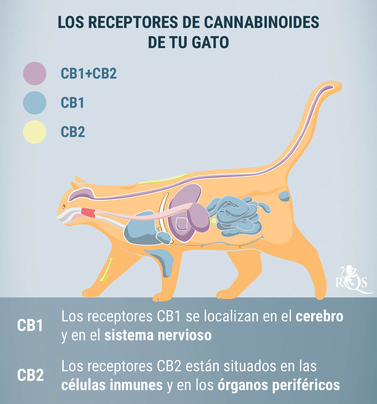 ¿Cómo funciona el CBD en los gatos?