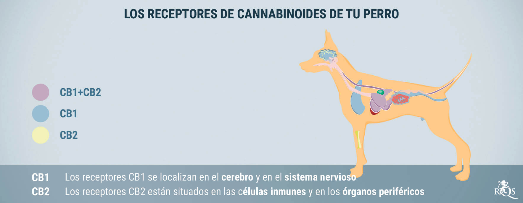 CBD para perros: qué sabemos hasta ahora