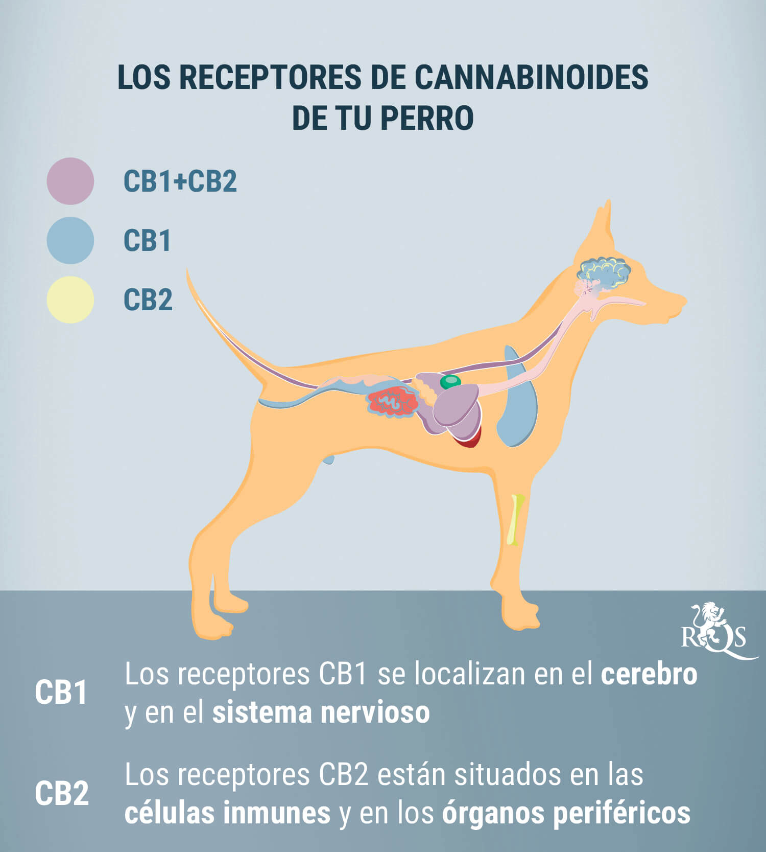 CBD para perros: qué sabemos hasta ahora