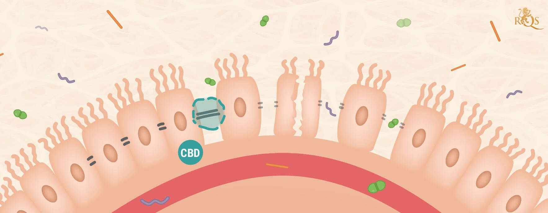 CBD y síndrome del intestino permeable