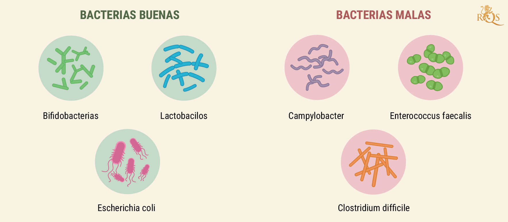 ¿Cómo funciona el aparato digestivo?