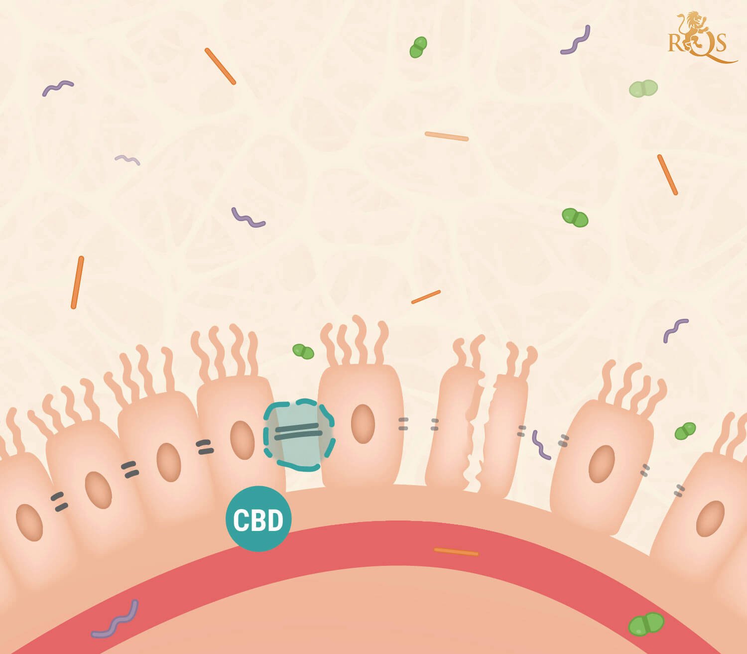 CBD y síndrome del intestino permeable