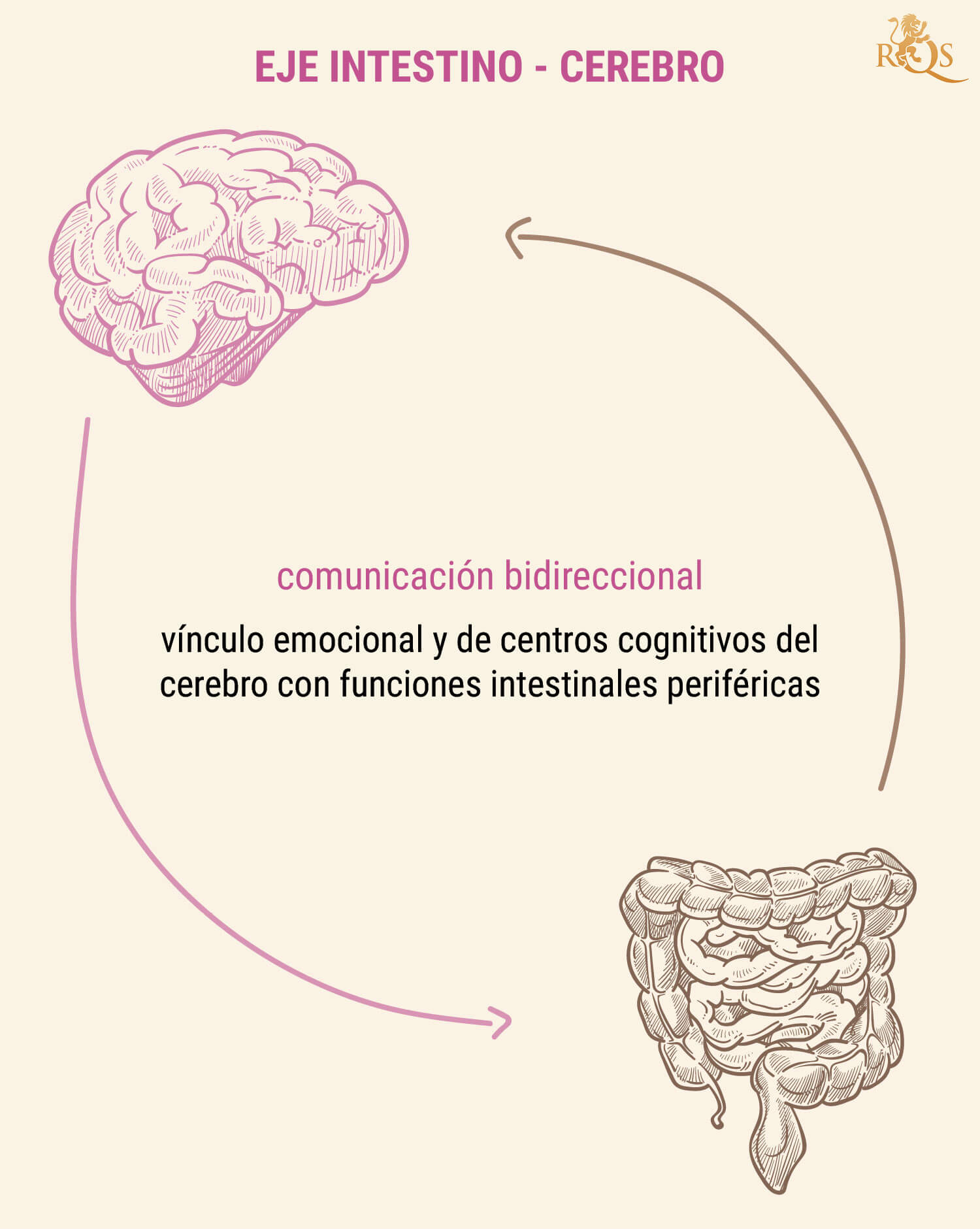 ¿Por qué es importante la salud intestinal?