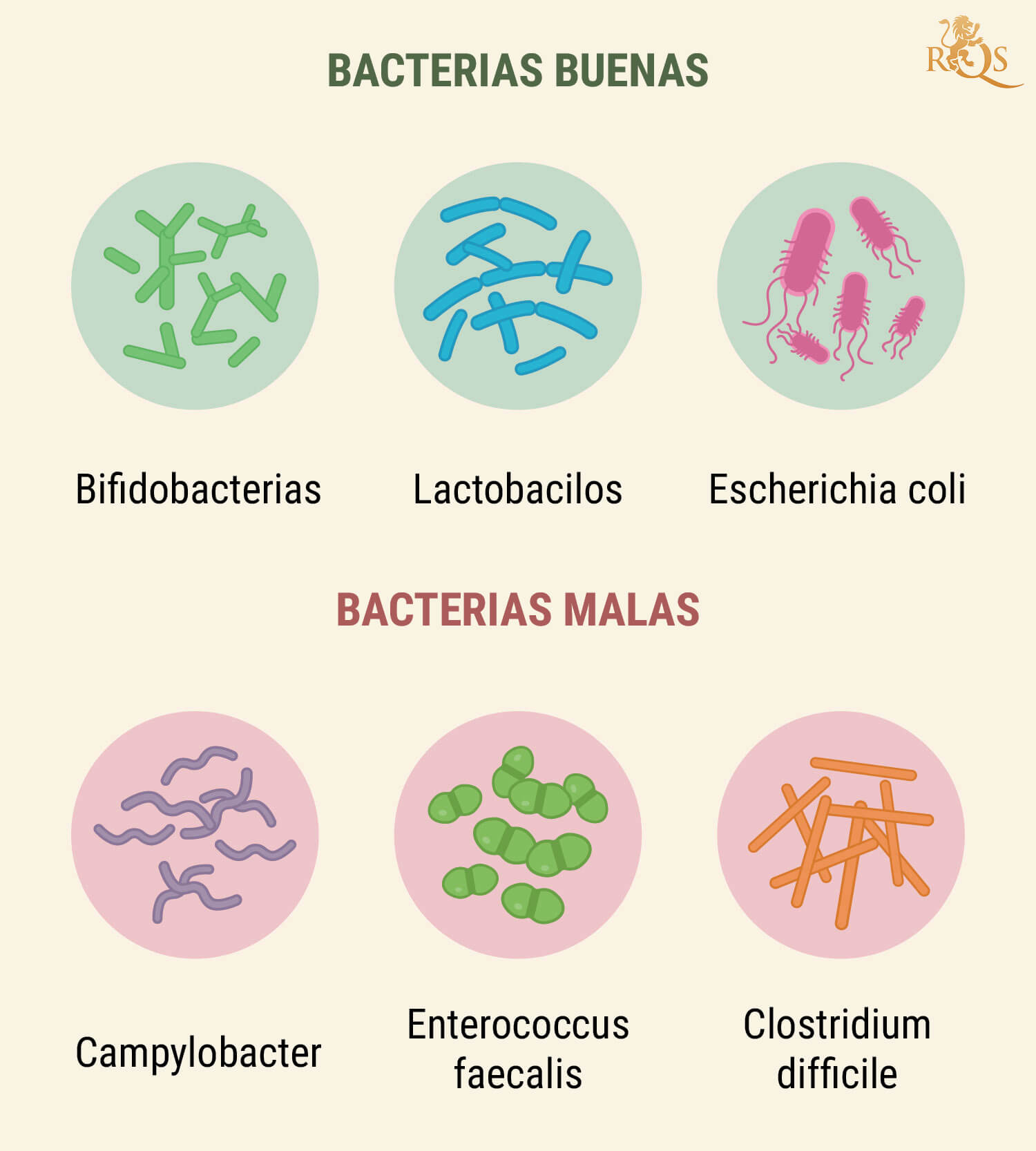 ¿Cómo funciona el aparato digestivo?