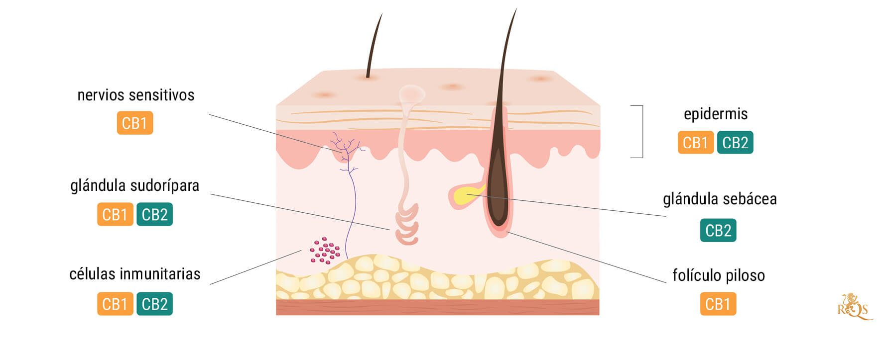 Importancia del sistema endocannabinoide de la piel Importancia del sistema endocannabinoide de la piel