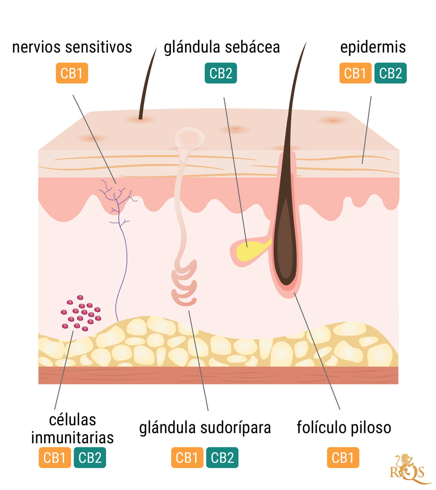 Importancia del sistema endocannabinoide de la piel