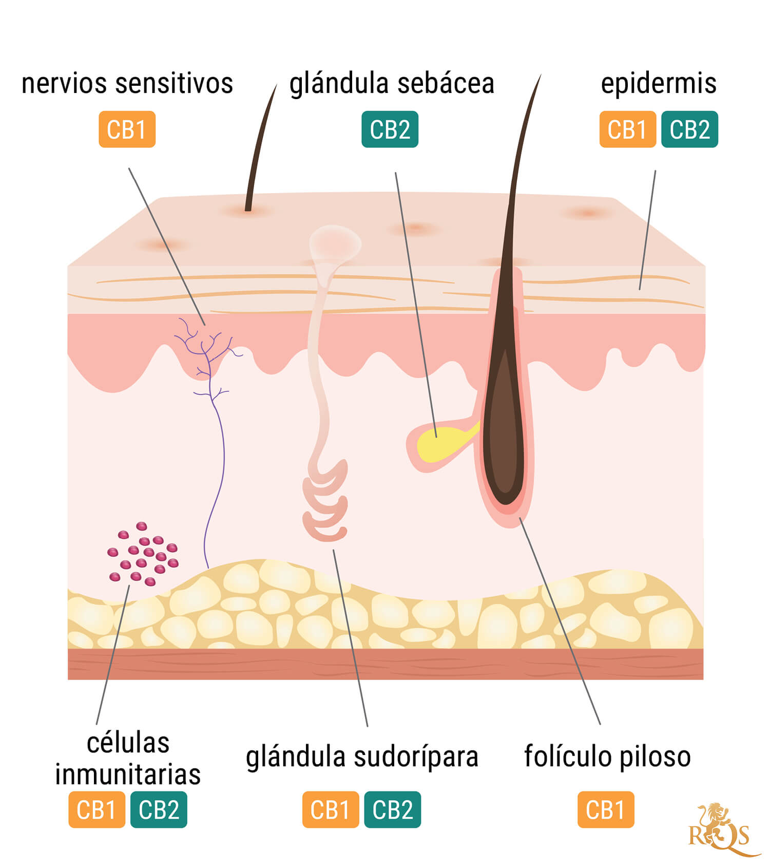 Importancia del sistema endocannabinoide de la piel Importancia del sistema endocannabinoide de la piel