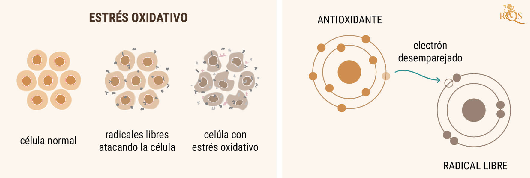 ACEITE DE CBD COMO ANTIOXIDANTE