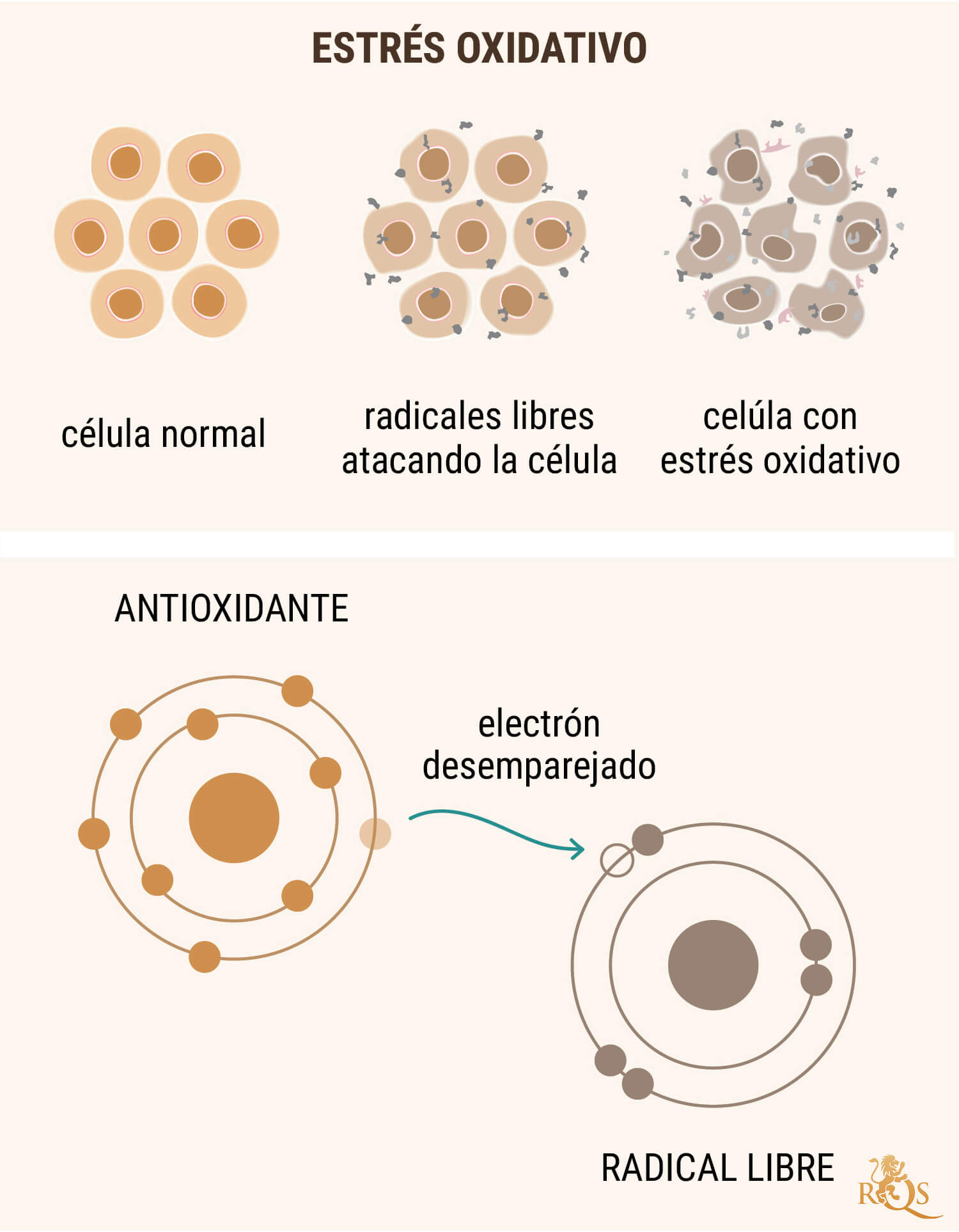 ACEITE DE CBD COMO ANTIOXIDANTE