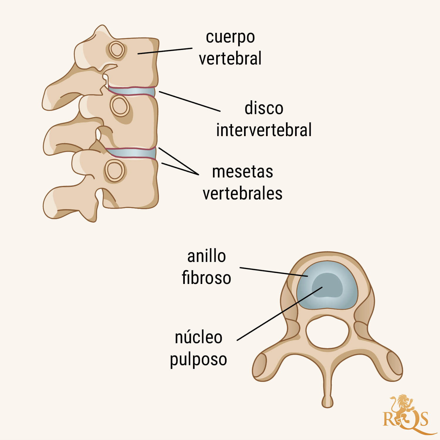 Anatomía básica de los discos vertebrales