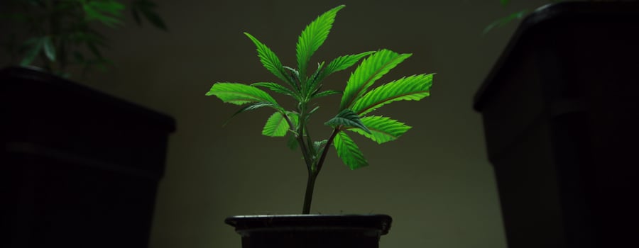 Clon de corte planta de marihuana