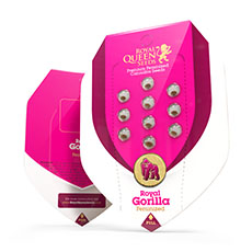 Royal Gorilla Royal Gorilla