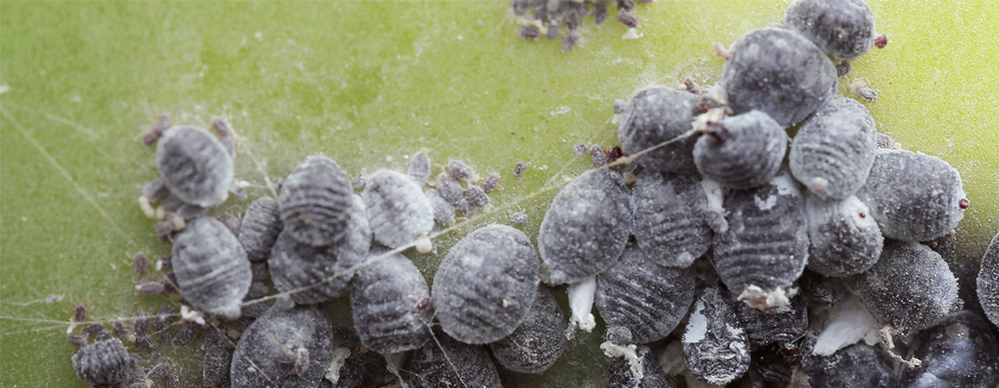 Cochinilla mariquitas clima cálido prevención plantas infectadas cannabis