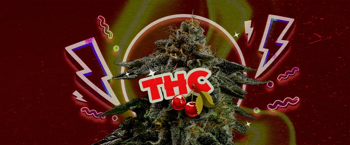 Nivel de THC y Potencia de Cherry Pie Una ilustración de un cogollo de cannabis con el texto en negrita