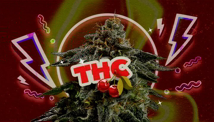 Nivel de THC y Potencia de Cherry Pie Una ilustración de un cogollo de cannabis con el texto en negrita