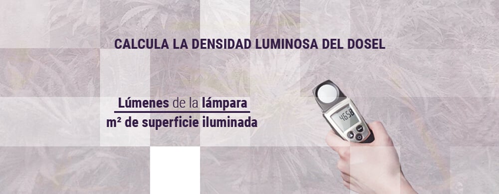 Calcula-la-densidad-luminosa-del-dosel de cannabis