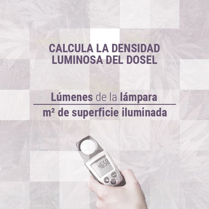 Calcula-la-densidad-luminosa-del-dosel de cannabis