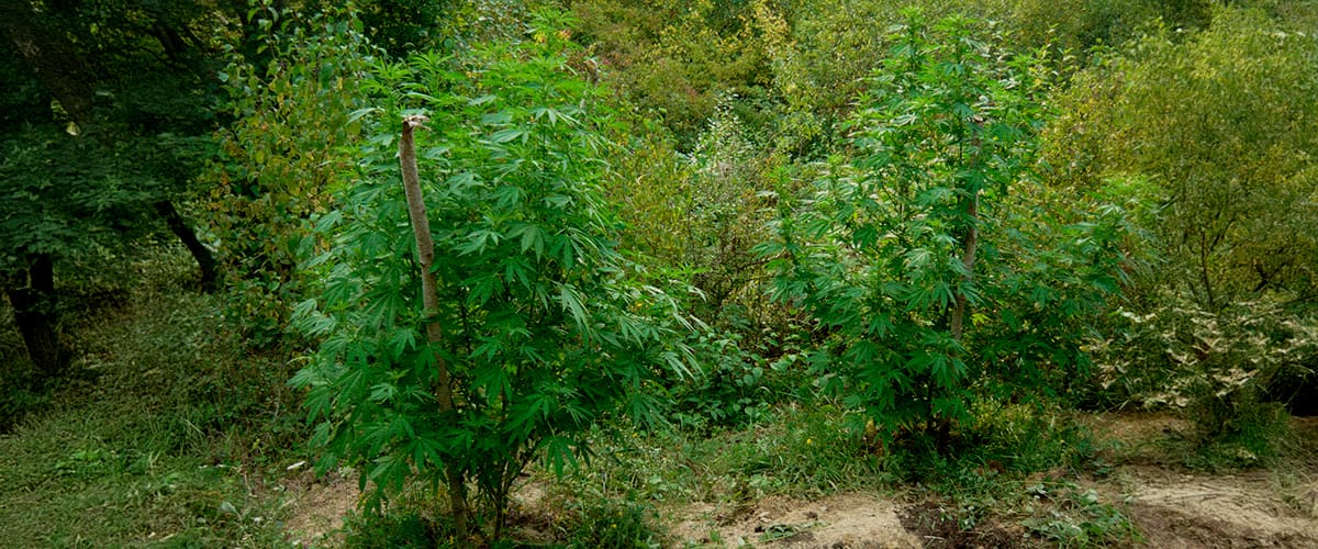 Camuflaje y Seguridad para Cultivo Guerrilla Dos plantas de cannabis camufladas entre árboles, arbustos y hierbas altas en un bosque, con consejos sobre usar cobertura natural, evitar senderos, dispersar plantas y mantener bajo perfil.
