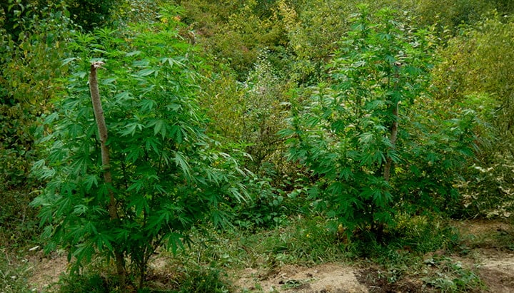 Camuflaje y Seguridad para Cultivo Guerrilla Dos plantas de cannabis camufladas entre árboles, arbustos y hierbas altas en un bosque, con consejos sobre usar cobertura natural, evitar senderos, dispersar plantas y mantener bajo perfil.