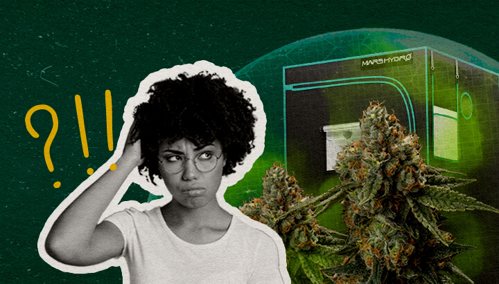 Reflexiones Finales: ¿Puede una Tienda de Cultivo Ser Realmente Impermeable al Olor Cannabis Una ilustración de cogollos de cannabis con una tienda de cultivo y una mujer confundida, sobre un fondo verde, reflexionando si una tienda de cultivo puede ser realmente impermeable al olor.