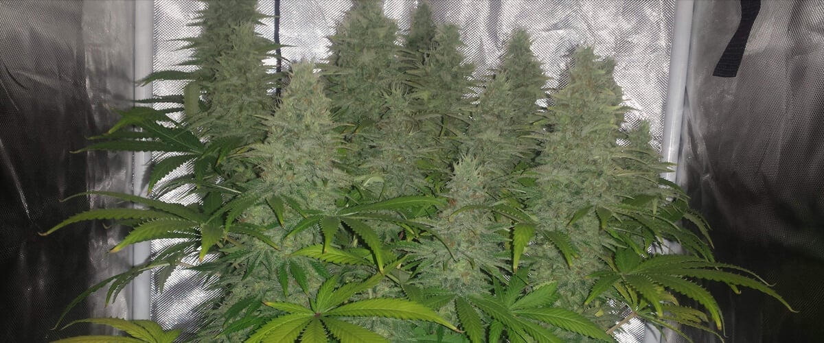 Aroma y perfil de terpenos de la variedad Candy Kush Aroma y perfil de terpenos de la variedad Candy Kush