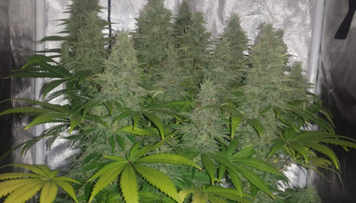 Aroma y perfil de terpenos de la variedad Candy Kush Aroma y perfil de terpenos de la variedad Candy Kush