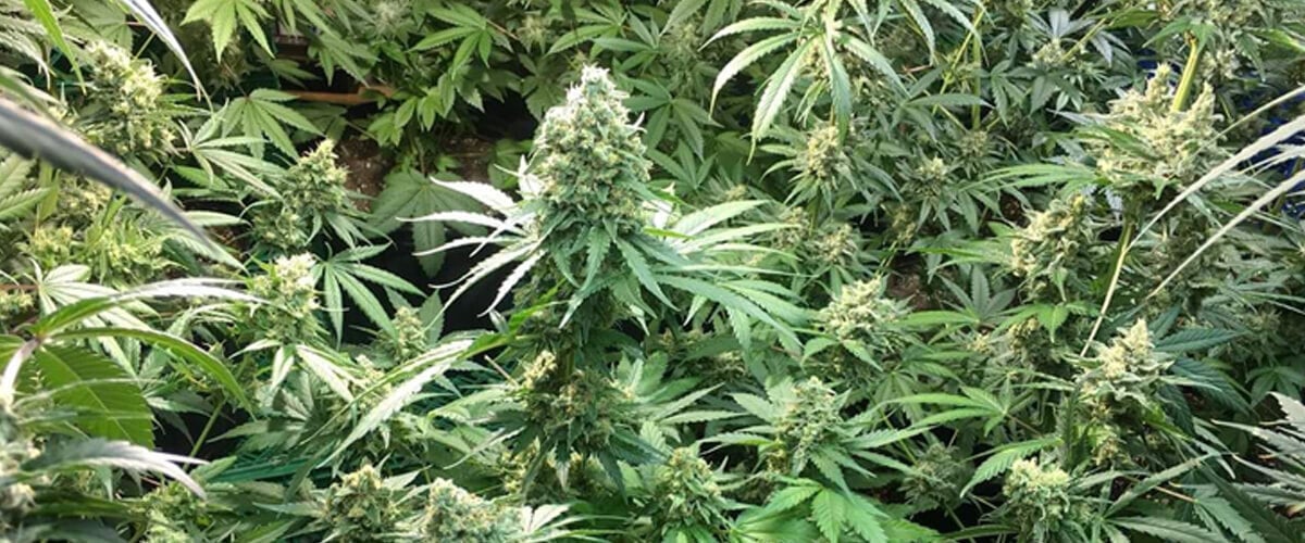 Linaje genético de la variedad Candy Kush Express Linaje genético de la variedad Candy Kush Express