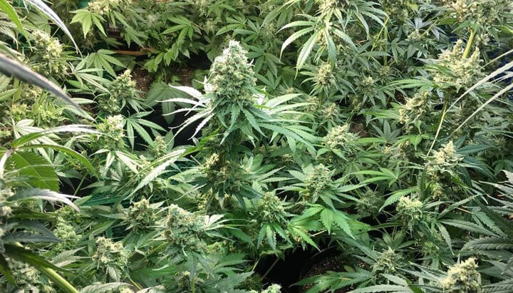 Linaje genético de la variedad Candy Kush Express Linaje genético de la variedad Candy Kush Express