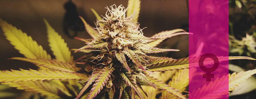 Candy Kush Candy Kush