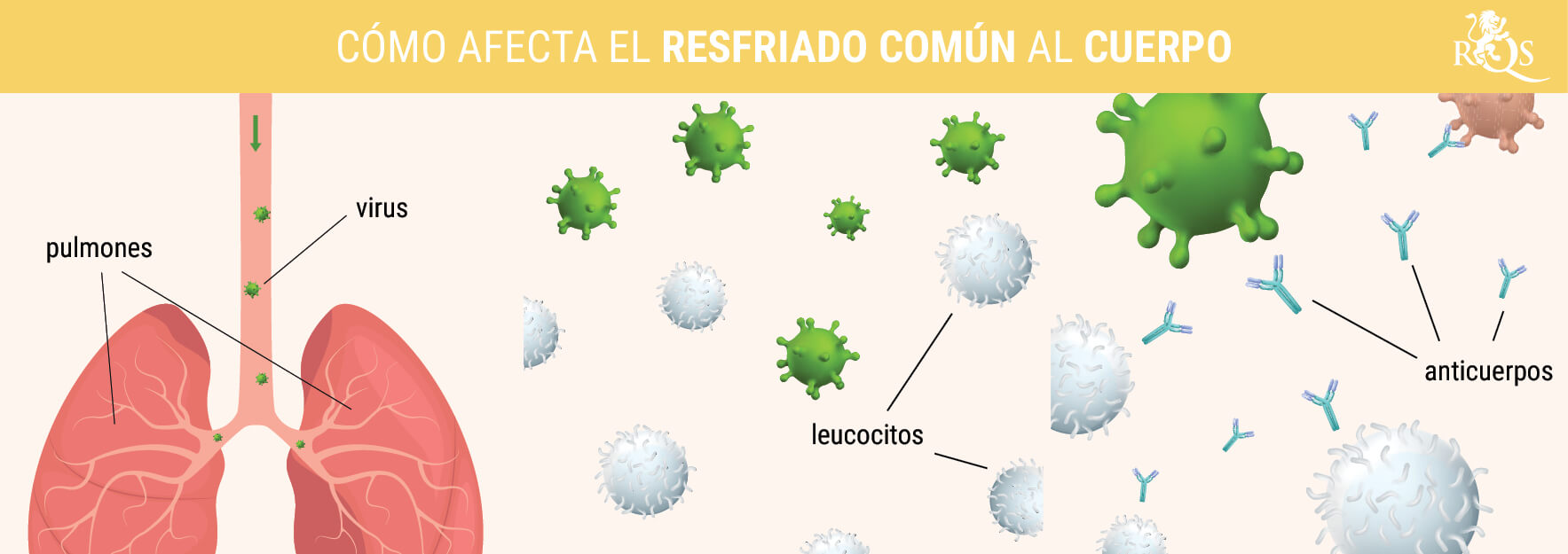 CÓMO AFECTA EL RESFRIADO COMÚN AL ORGANISMO