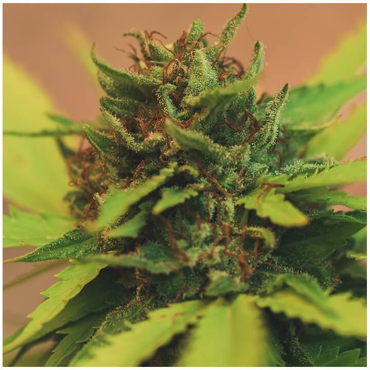 Tricomas y Pistilos en Planta de Cannabis