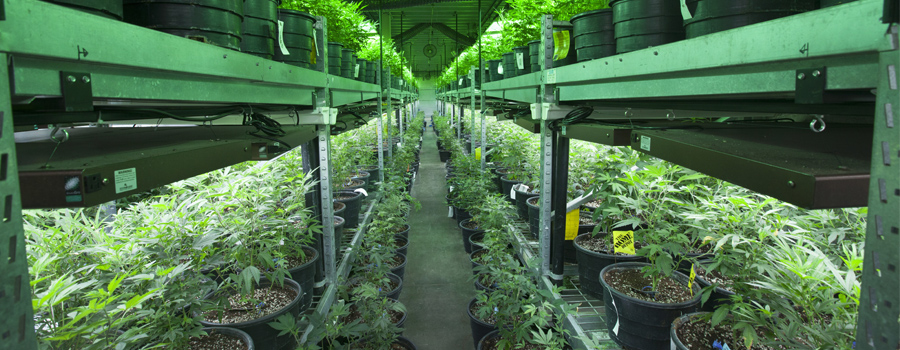 Cultivo de cannabis en interiores